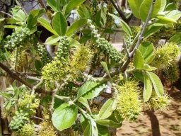 Combretum zeyheri