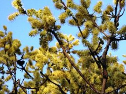 Combretum zeyheri flowers at Silkaatsnek, Gauteng