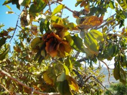 Combretum zeyheri