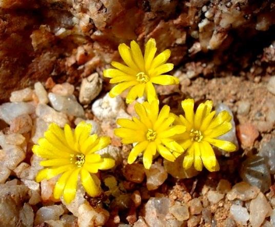 Conophytum auriflorum subsp. auriflorum
