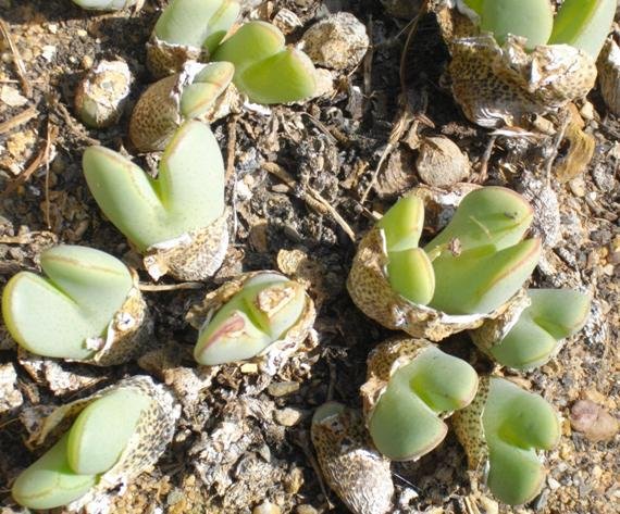 Conophytum bilobum