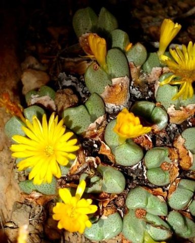 Conophytum bilobum near Concordia in Namaqualand