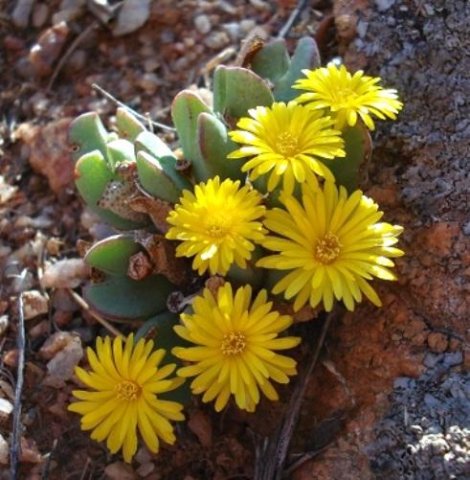 Conophytum bilobum subsp. bilobum var. bilobum
