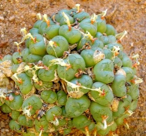 Conophytum ficiforme
