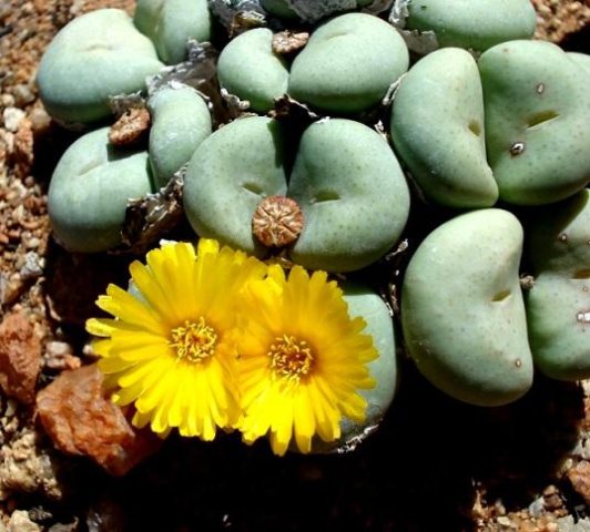 Conophytum flavum subsp. flavum