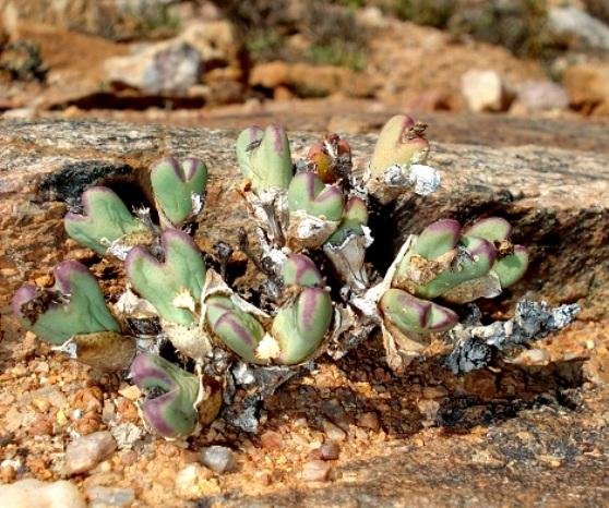 Conophytum frutescens