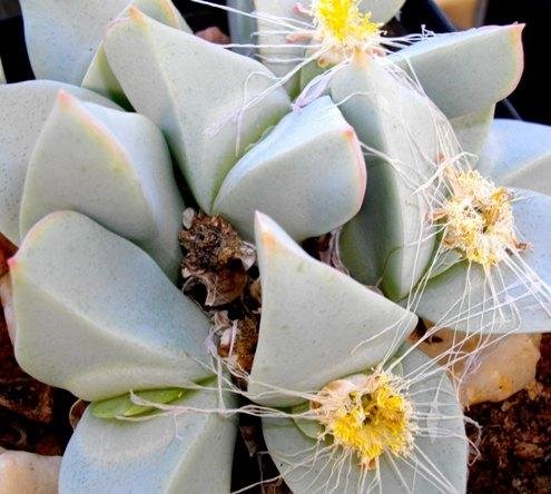 Conophytum herreanthus subsp. herreanthus