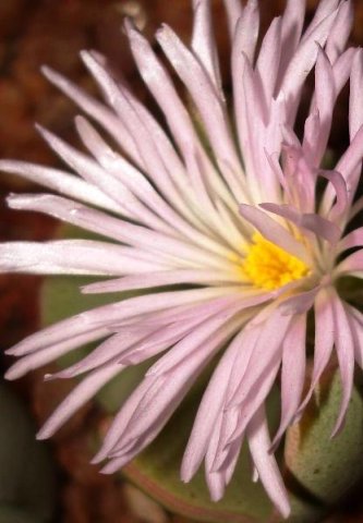 Conophytum herreanthus subsp. rex