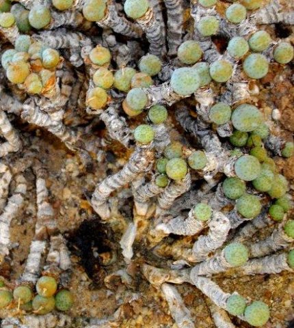 Conophytum jucundum subsp. jucundum
