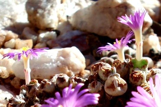 Conophytum marginatum subsp. marginatum