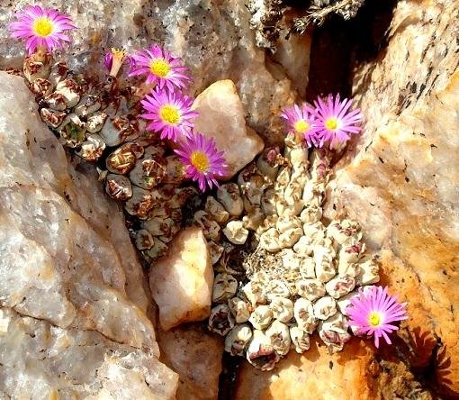 Conophytum marginatum subsp. marginatum