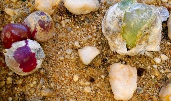 Conophytum maughanii subsp. latum