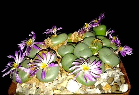 Conophytum minutum var. pearsonii