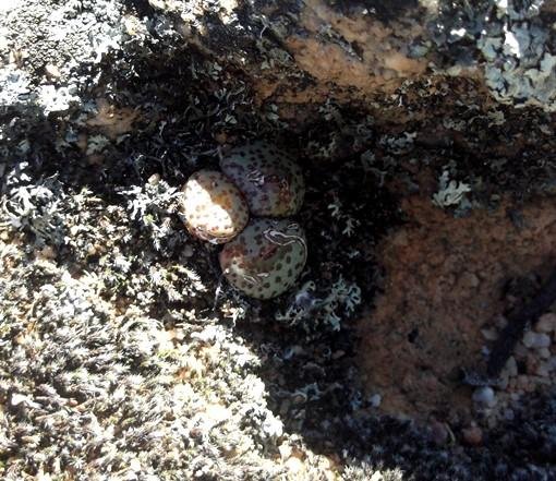 Conophytum obcordellum subsp. obcordellum