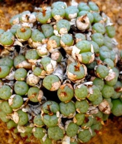 Conophytum piluliforme subsp. piluliforme