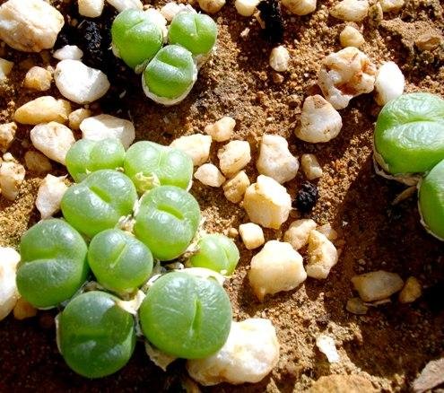 Conophytum subfenestratum
