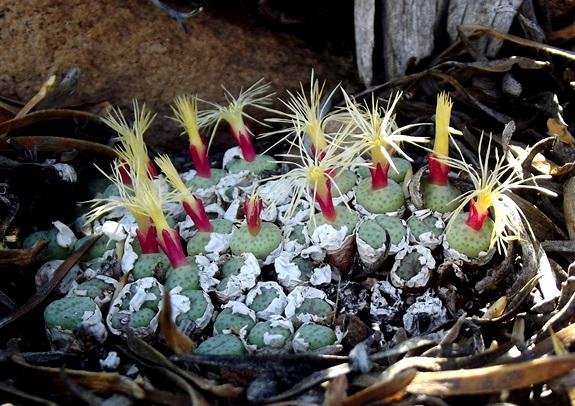 Conophytum truncatum subsp. truncatum in flower