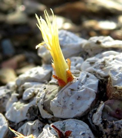 Conophytum truncatum subsp. truncatum fragile but determined