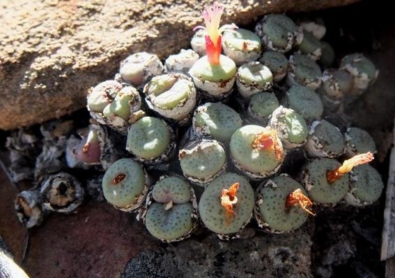 Conophytum truncatum subsp. truncatum leaf spots