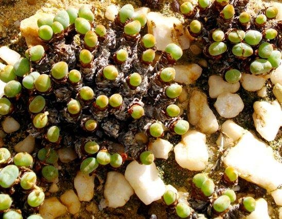Conophytum velutinum subsp. velutinum bodies spaced