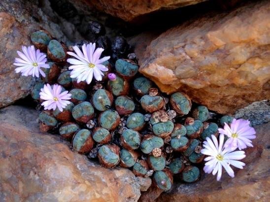 Conophytum velutinum subsp. velutinum with pale flowers