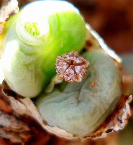Conophytum velutinum subsp. velutinum