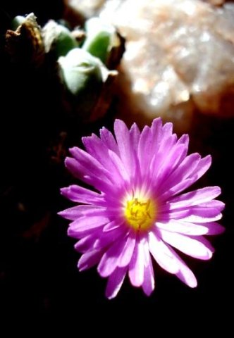 Conophytum velutinum subsp. velutinum
