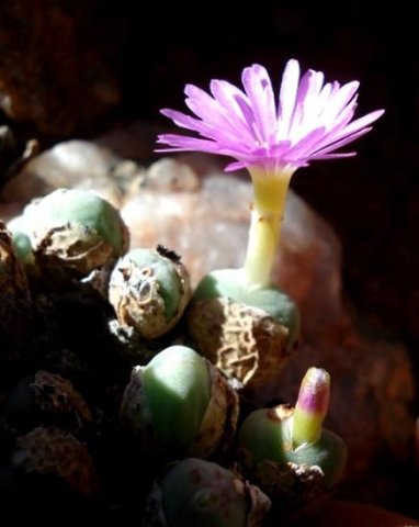Conophytum velutinum subsp. velutinum