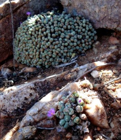 Conophytum velutinum subsp. velutinum