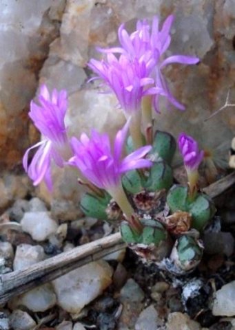 Conophytum violaciflorum