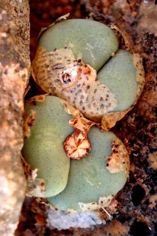 Conophytum wettsteinii capsule