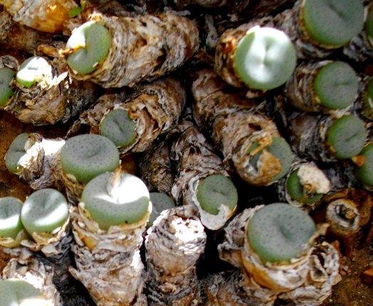 Conophytum wettsteinii subsp. wettsteinii