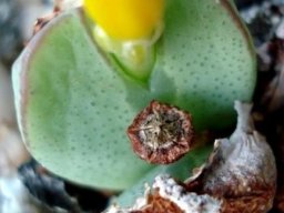 Conophytum bilobum close-up