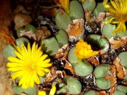 Conophytum bilobum near Concordia in Namaqualand