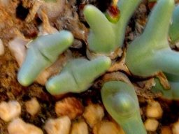 Conophytum bilobum subsp. bilobum