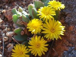 Conophytum bilobum subsp. bilobum var. bilobum