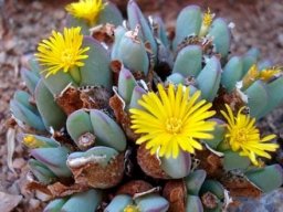 Conophytum bilobum subsp. bilobum var. bilobum