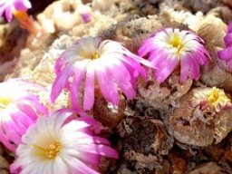 Conophytum ectypum