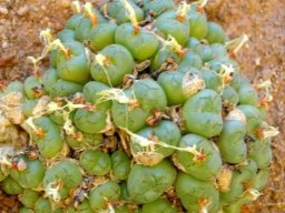 Conophytum ficiforme