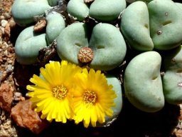 Conophytum flavum subsp. flavum