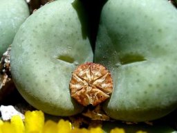 Conophytum flavum subsp. flavum with fruit capsule