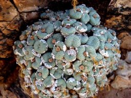 Conophytum jucundum subsp. fragile