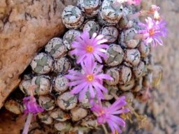 Conophytum jucundum subsp. fragile
