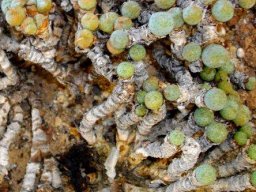 Conophytum jucundum subsp. jucundum
