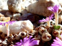 Conophytum marginatum subsp. marginatum