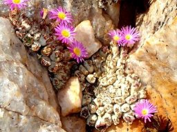 Conophytum marginatum subsp. marginatum