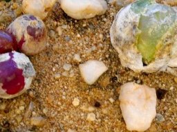 Conophytum maughanii subsp. latum