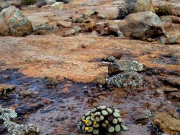Conophytum pageae