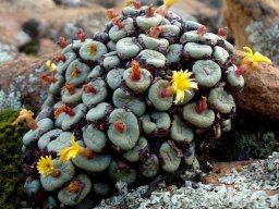 Conophytum pageae flowers and leaves