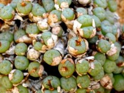 Conophytum piluliforme subsp. piluliforme